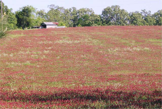 Henderson, Texas